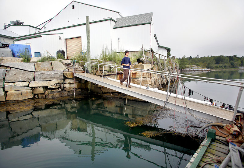 Kyle Murdock, president and CEO of Sea Hag Seafood, walks to the pump house on Long Cove in Tenants Harbor on Monday. Behind Murdock is the Sea Hag Seafood processing plant.