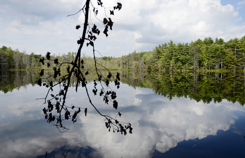 Chaffin Pond in Windham and about 123 acres surrounding it will become a park if the Town Council decides to move forward with a proposal that would cost $2.2 million. The plan includes a fishing dock, a picnic pavilion, trail improvements and playing fields.