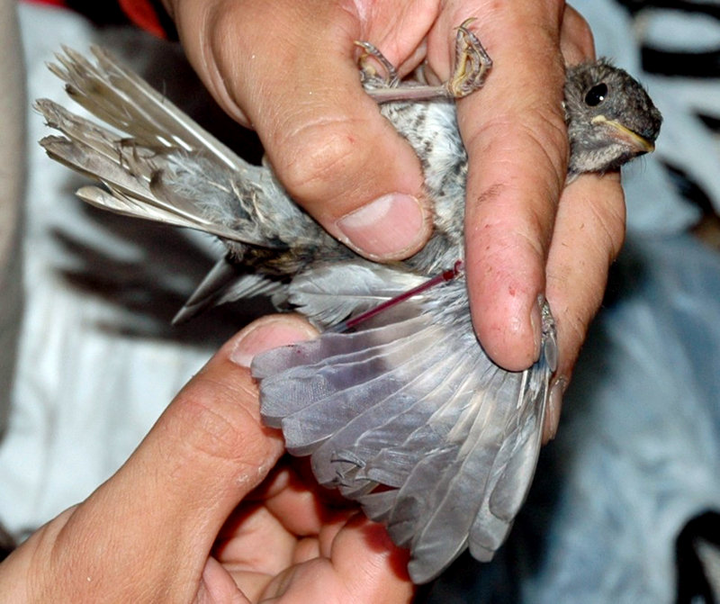 Juan Klavins fills a glass capillary tube with blood to be tested for mercury from a Bicknell’s thrush captured in New York. A federal agency says the songbird, which breeds atop mountain peaks in Maine and the Northeast, has one of the most limited breeding and wintering ranges of any bird in North America.