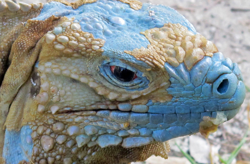 An adult blue iguana nicknamed “Biter” begins to show its turquoise coloring as it sheds its dead skin earlier this month at the Queen Elizabeth II Botanic Park on Grand Cayman island.