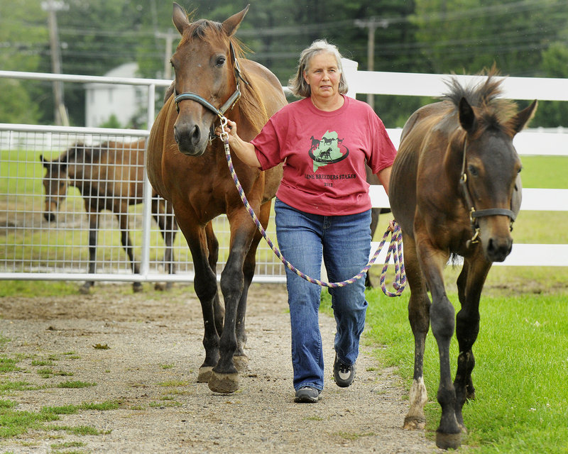 Lynn-Marie Plouffe leads some of her horses into the barns at Dupuis Farm in Saco on Thursday. “We’re always concerned,” she said, but added that the farm maintains a regular vaccination program that includes shots and boosters for all of its horses.