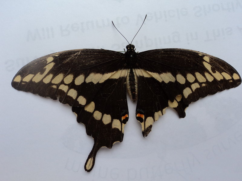 Giant swallowtails have been seen extensively in Massachusetts and Vermont this season, and reports are filtering in of sightings in Maine.
