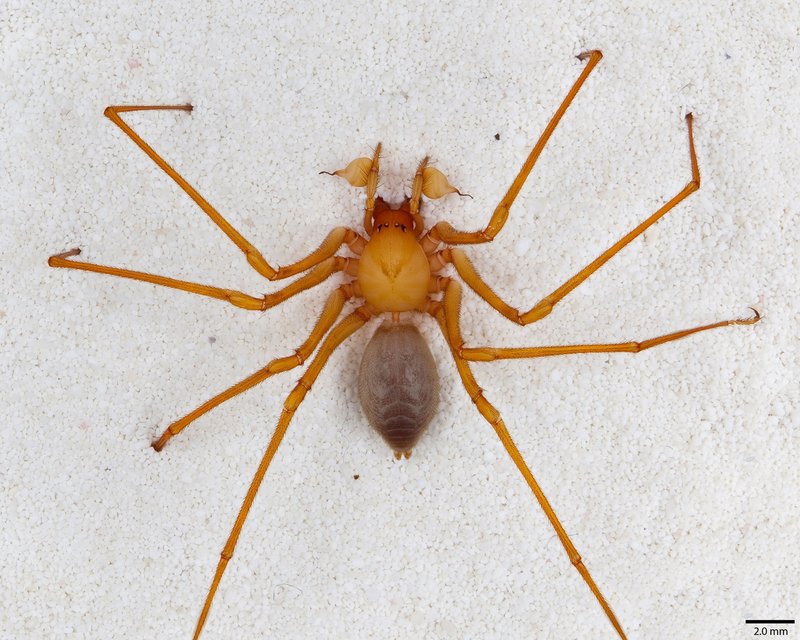 Scientists are calling this newly discovered family of spiders cave robber because of their fearsome front claws.