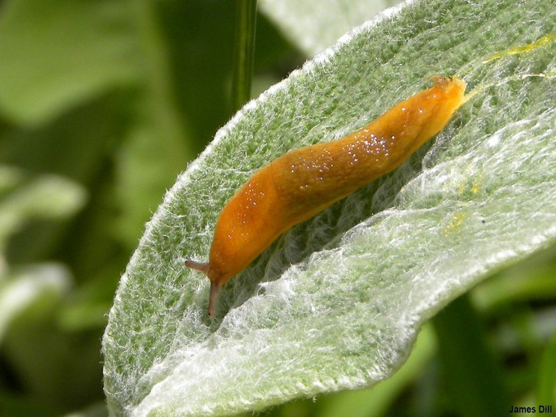 Slugs like moisture and shade, so gardens with straw mulch and pieces of wood give them lots of places to hide during the day.