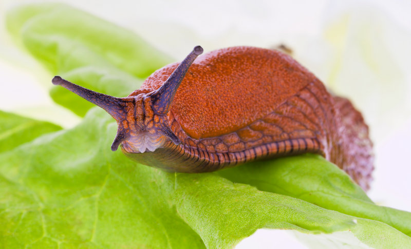 Garden centers and homeowners report an abundance of slugs this summer. Their munching can seriously injure the health of plants, especially vegetables.