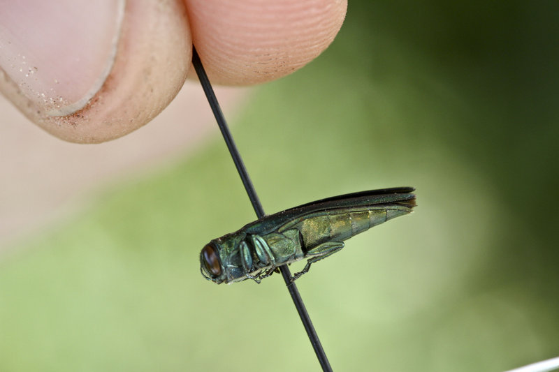 The emerald ash borer has reached the Hudson River Valley, but not Maine so far.
