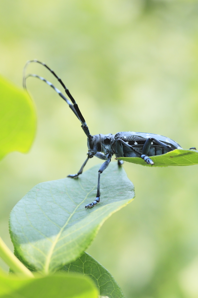 The Asian longhorned beetle has not yet been reported here, but it has caused major damage to trees around Worcester, Mass.