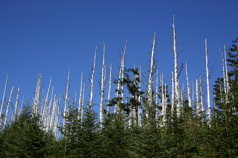 Trees in Great Smoky Mountains National Park show devastation from the hemlock woolly adelgid, a pest that has been found in Maine.