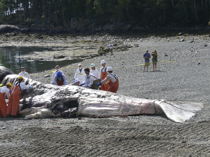 Scientists, students and volunteers conduct a necropsy on the carcass of a sperm whale on a private beach near Bar Harbor on Monday. The cause of death is not expected to be ascertained for many months, if at all.