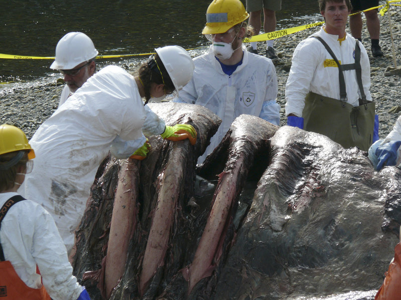 Marine scientists and researchers work with long-handled knives to expose the rib cage during the necropsy of the 100,000-pound sperm whale recovered from Frenchman Bay near Bar Harbor.