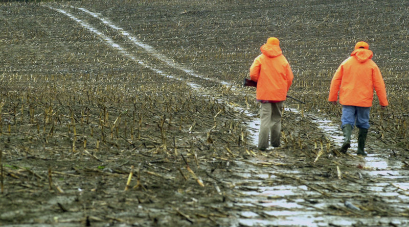 Deer hunters walk through a cornfield in Freedom in this photo from 10 years ago, when the numbers of hunters and deer were much higher.