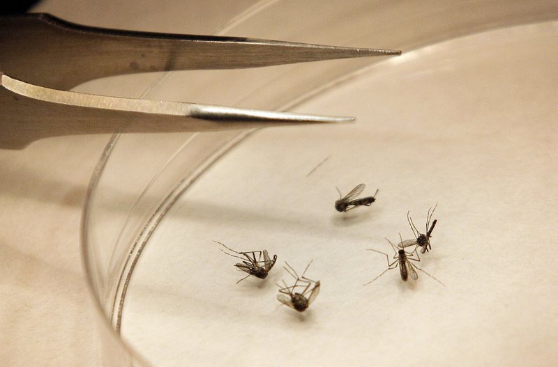 Mosquitoes are sorted at the Dallas County mosquito lab in Dallas, Texas. Maine’s second case of West Nile virus this year has been detected in Gorham.