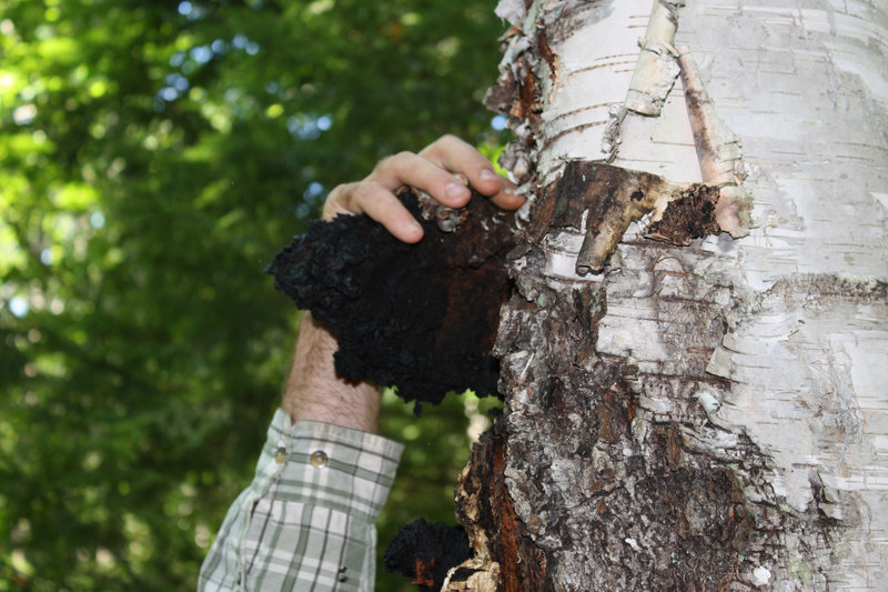 Dan Agro gets a grip on a chaga mushroom growing on a birch tree.