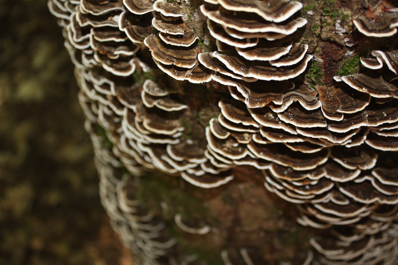 Turkey tail mushrooms are abundant in Maine and valued for their medicinal properties.