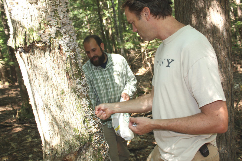 Mushroom expert Dan Agro, of AgroMyco, left, and Nathan Burrill harvest turkey tails on Burrill’s land in Windham.