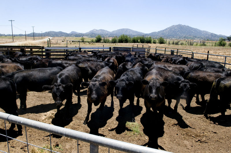 Cattle penned in Ramona, Calif., and at ranches across the West and Midwest are being liquidated at a fast rate. “It’s all due to the drought. There’s no grass for them to graze on,” says Walt Hackney, a livestock buyer and seller based in Nebraska.