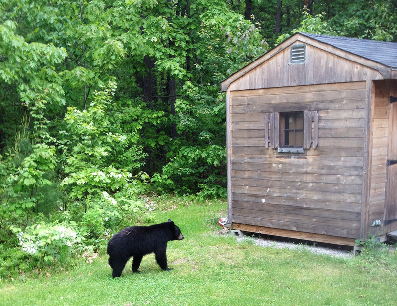 A black bear passes by a shed in the backyard of a home in Kennebunk on May 30. There have been more than 700 bear nuisance calls in Maine so far this year, nearly double the norm.