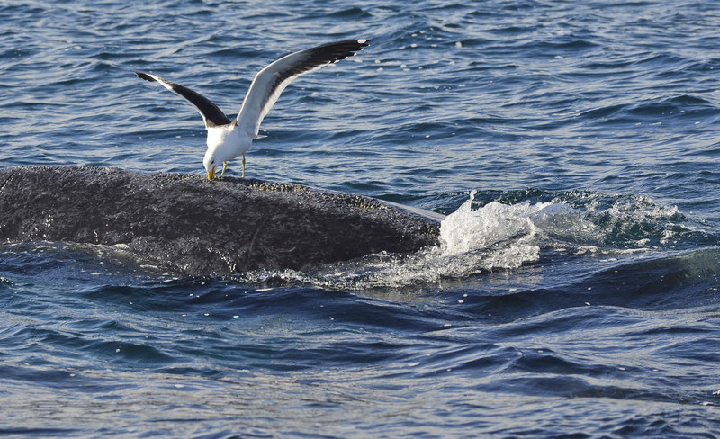 A seagull pecks at a whale in the southern Atlantic Ocean near Puerto Piramides, Argentina. The birds create open wounds, which they feed from each time the whale surfaces.