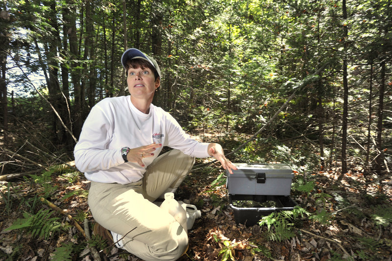 Sherrie Juris, a biologist with Atlantic Pest Solutions, explains how a gravid trap that she had just set up lures egg-bearing female mosquitoes with “stinky water,” then traps them.