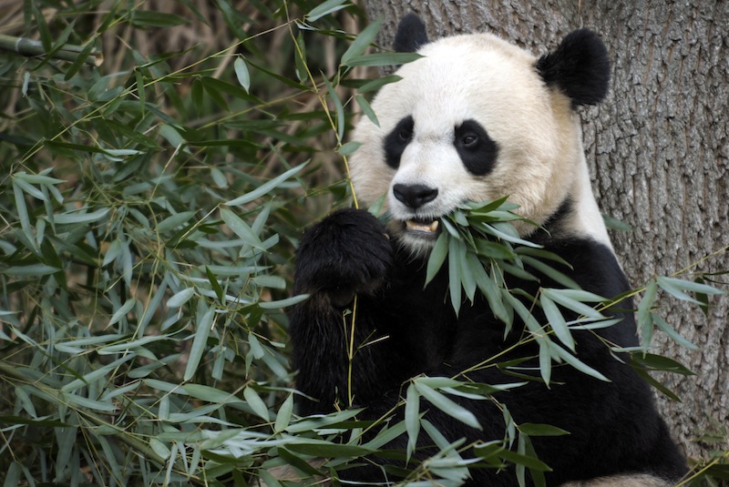 In this Dec. 19, 2011 file photo, Mei Xiang, the female giant panda at the Smithsonian's National Zoo in Washington, eats breakfast. Mei Xiang has given birth to a cub following five consecutive pseudopregnancies in as many years. (AP Photo/Susan Walsh)