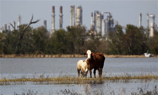 Cattle are stranded on a slim piece of dry land as floodwaters from Hurricane Isaac recede in Plaquemines Parish, La., Sunday, Sept. 2, 2012. More than 200,000 people across Louisiana still didn't have any power five days after Hurricane Isaac ravaged the state. Thousands of evacuees remained at shelters or bunked with friends or relatives. (AP Photo/Gerald Herbert)
