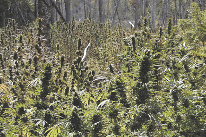 Five people and a Maine timber company have been indicted on federal charges for their connection with a large marijuana growing operation that was uncovered in Washington County in 2009.