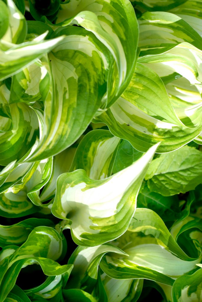 Hostas often overwhelm more delicate plants, but they are easy to divide and relocate.