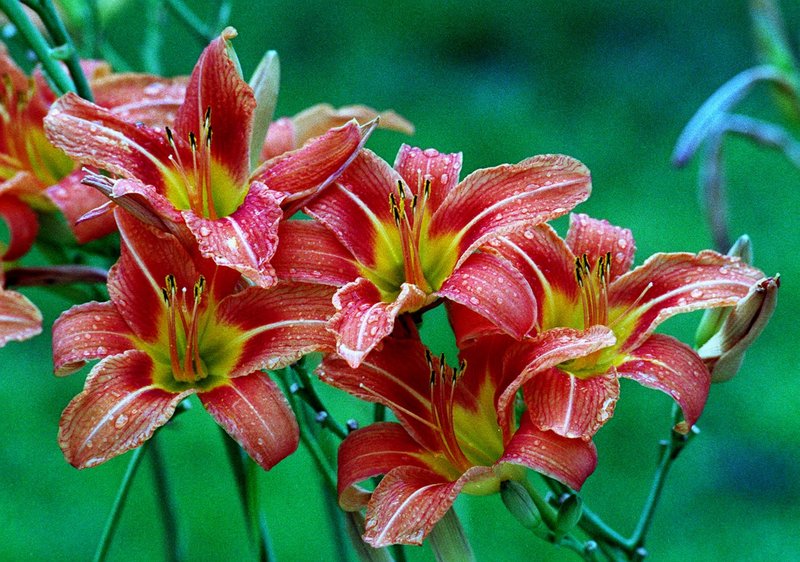 Day lilies create fans that can be dug up without disturbing the rest of the plant.