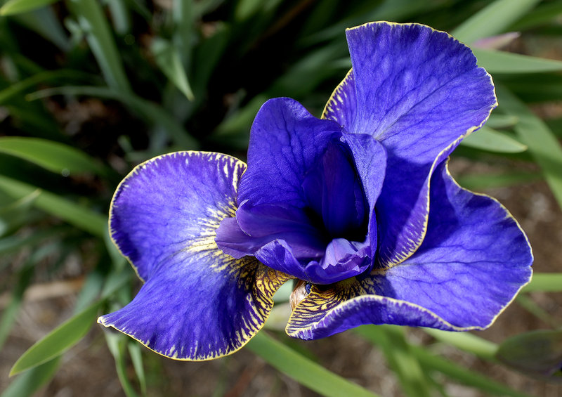 Siberian irises have tough roots, so dividing them requires cutting through the roots with a sharp shovel.