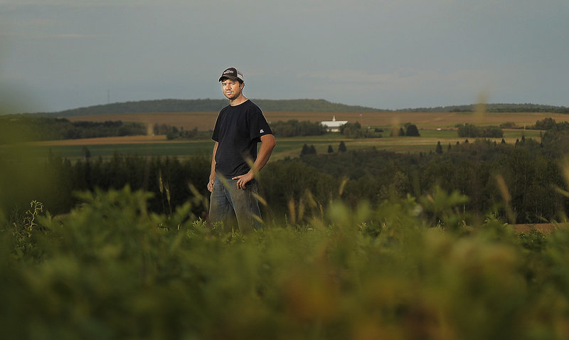 Matt Porter of Presque Isle stands in one of his potato fields. Porter says many of his potatoes are undersized because of lack of rain for the last two months.
