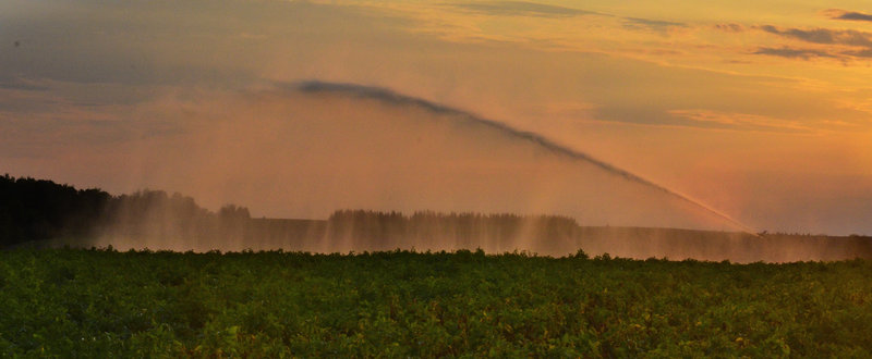An irrigator owned by Bruce Flewelling of Easton spreads water at 500 gallons a minute over one of his potato fields at sunset last Thursday. Flewelling has irrigation on about 25 percent of his crop and hopes to add irrigation for next year.