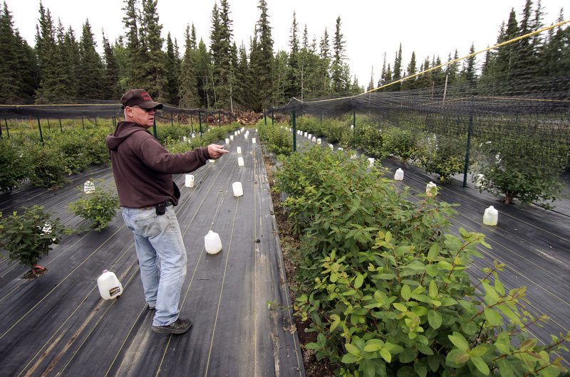 Brian Olson talks about the haskap berry bushes he is cultivating for commercial use on his farm near Kenai, Alaska.