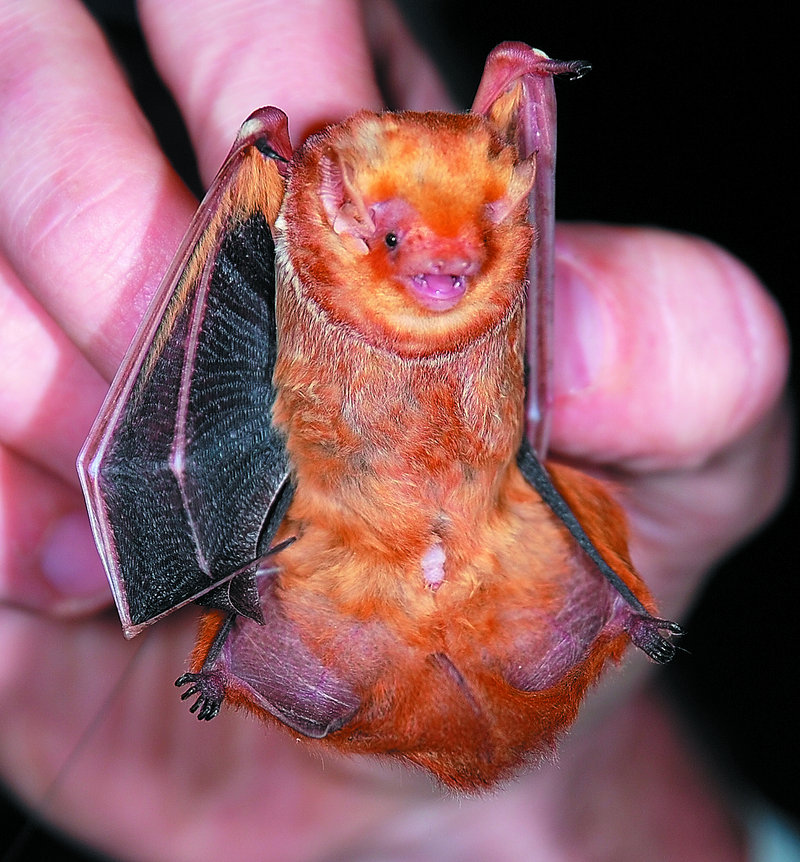 An eastern red bat weighs about the same as a 50-cent coin. When it hangs in trees, it looks like a dead leaf, says Zackary Hann.