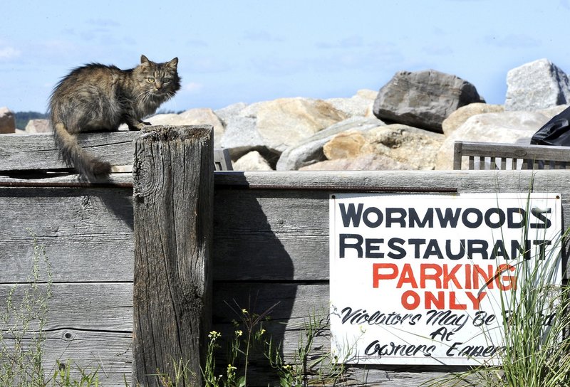 A cat perches atop a wall by the parking lot of Wormwoods Restaurant at Camp Ellis in Saco. Camp Ellis’ current feral cat population is well cared for by year-round residents and a nonprofit group, but their removal will leave room for less healthy cats to move in, a reader says.