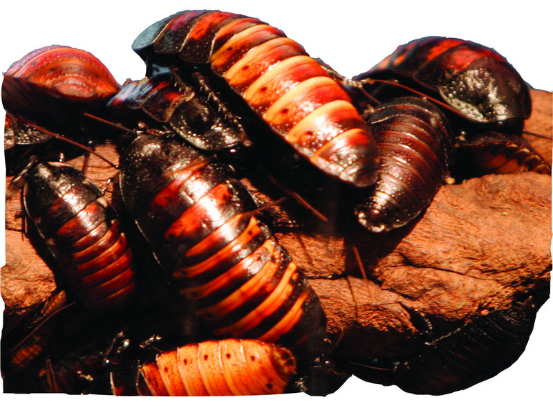 Researchers outfitted hissing cockroaches like these with electronic backpacks.