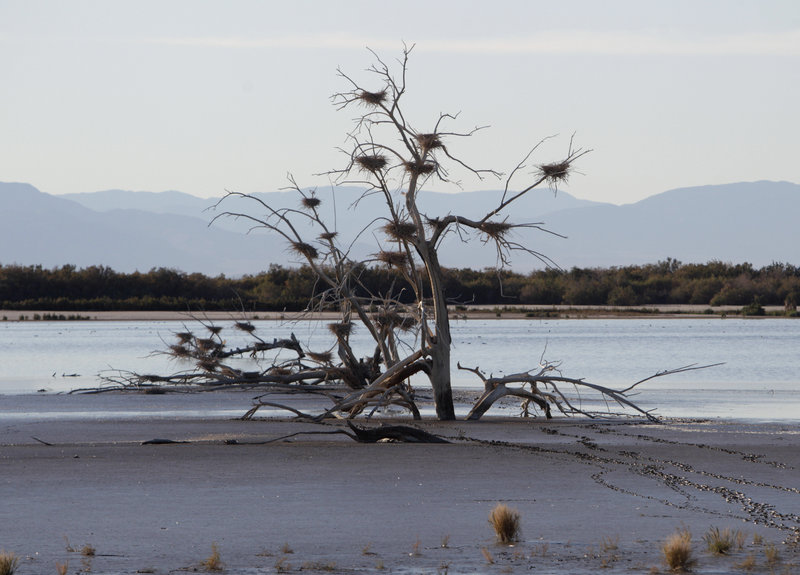 Southern California’s Salton Sea was the source of a stench so strong that residents were complaining from 150 miles away.