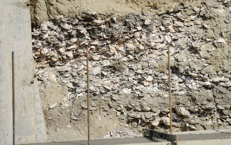 Layers of oyster and clam shells at this Hammond Street construction site in Portland led some to speculate that a midden – an ancient garbage pit – had been uncovered. Further examination by an archeologist with the Maine Historical Preservation Commission suggests the shells and marina clay had been transported to the area as fill to allow development.
