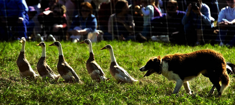 Herding demonstrations always draw a crowd at the Common Ground Country Fair, Friday through Sept. 23 at the fairgrounds in Unity.
