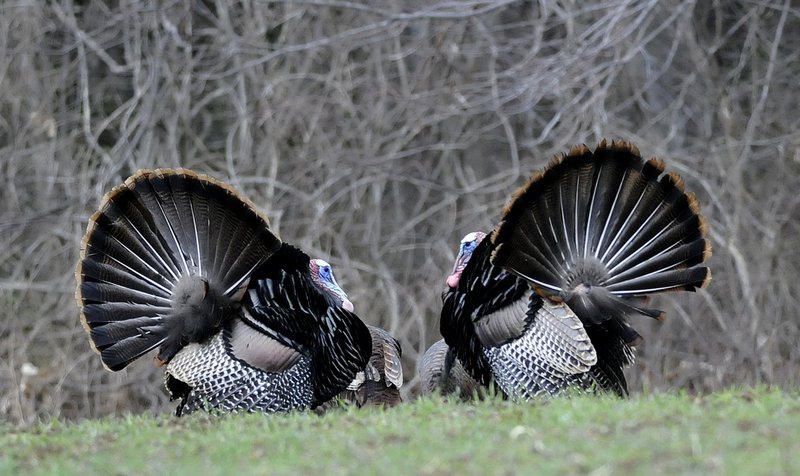Take a guess … what do you think the turkey population is in Maine? Well, it’s relatively stable, according to Brad Allen, an Inland Fisheries and Wildlife biologist, with an estimate in the 60,000 range.