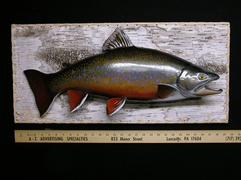 This brook trout mount is an example of the excellent work done by David Footer. Footer began specializing in fish mounts and painting in 1964.