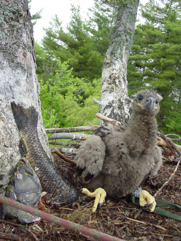 By studying birds such as this juvenile bald eagle, scientists hope to glean information about environmental health.