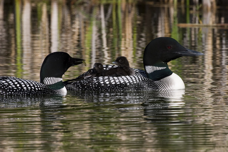 Researchers from the Biodiversity Research Institute in Gorham find that loons with high levels of mercury do not reproduce as successfully as those with low levels or no mercury toxins.