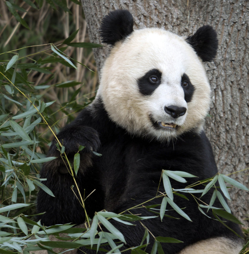 Mei Xiang, the female giant panda at the Smithsonian’s National Zoo in Washington, D.C., has given birth to a cub.