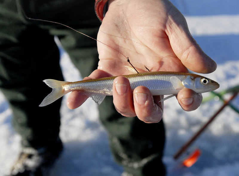 To protect wild trout, Maine weighs 16-lake ban on live-bait ice