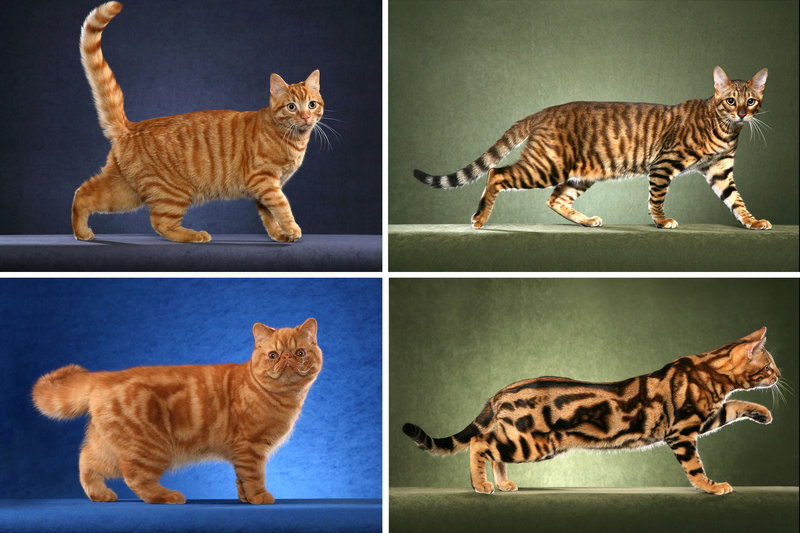 Researchers say they’ve found the gene that determines the coat of the common tabby, either the so-called “mackerel’’ pattern with narrow stripes, top row, or the blotchy “classic” pattern, bottom row.