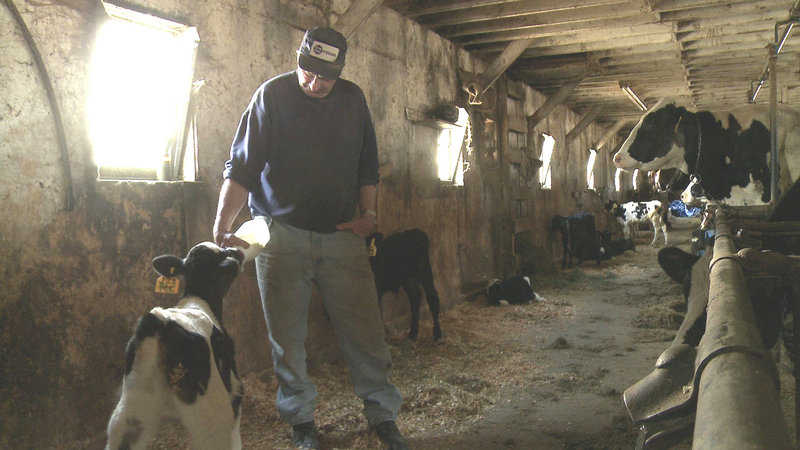 Dairy farmer Richard Lary of Clinton bottle-feeds a calf in a still from “Betting the Farm.”