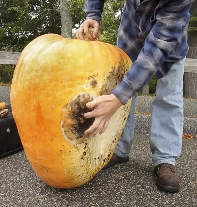 Lucas Dion of Waterboro sinks his finger into an area of rot that disqualified the pumpkin he grew from being a contender in the Sanford Harvest Daze pumpkin weigh-off on Sept. 22.