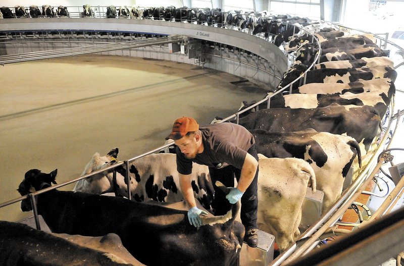 Connor Tulley, 17, of Fairfield handles milking cows on the revolving milking machine at Flood Brothers Farm in Clinton on Wednesday. Maine’s largest dairy farm, it has 44 employees, 1,500 milking cows, 3,800 cows in total and 7,400 acres of feed crops.