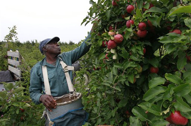 Worker Eustes Francis, of Jamaica, picks apples at Carlson Orchards, in Harvard, Mass., Tuesday, Oct. 2, 2012. Many orchards across New England are facing shortages after a warm spring and late April freeze killed early blossoms. (AP Photo/Steven Senne)