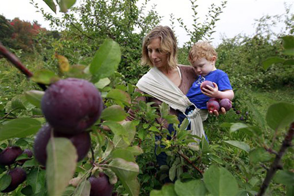 Hilary Graham, of Arlington, Mass., center, picks apples while holding her two-year-old son Christopher at Carlson Orchards, in Harvard, Mass., Tuesday, Oct. 2, 2012. Many orchards across New England are facing shortages after a warm spring and late April freeze killed early blossoms. (AP Photo/Steven Senne)
